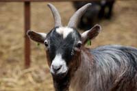 Pygmy goat @ Fishers Mobile Farm